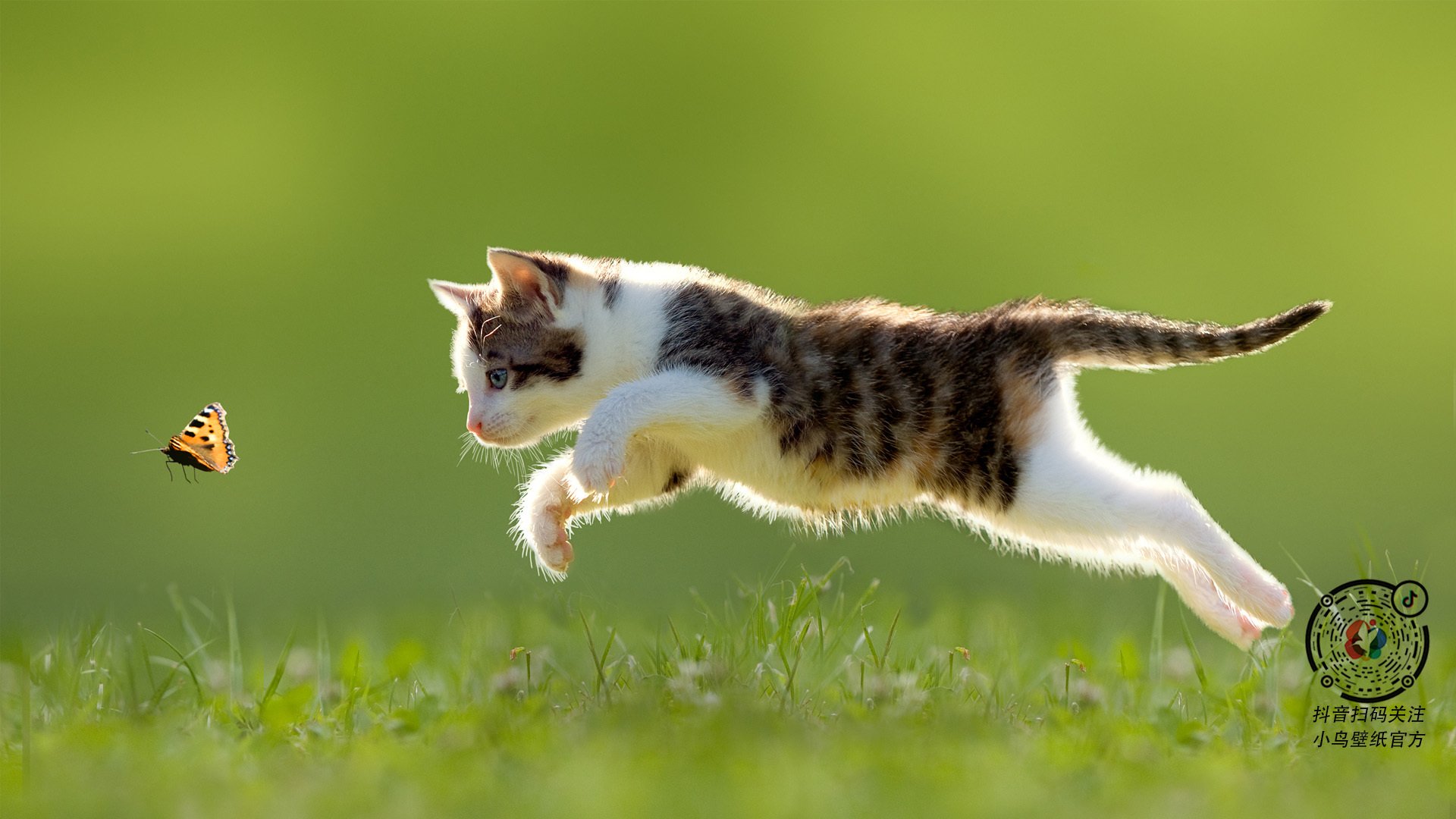 仰泳大战中美焦灼 澳大利亚稳扎稳打，仰泳完整版