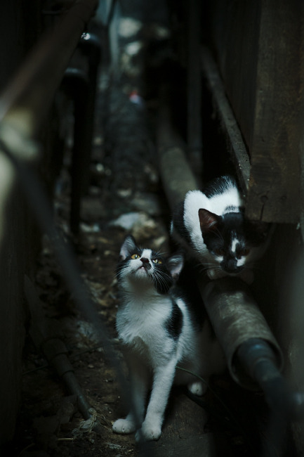 加拿大队赛制深度分析：团体赛制中如何提高球员的抗压表现，加拿大队阵容