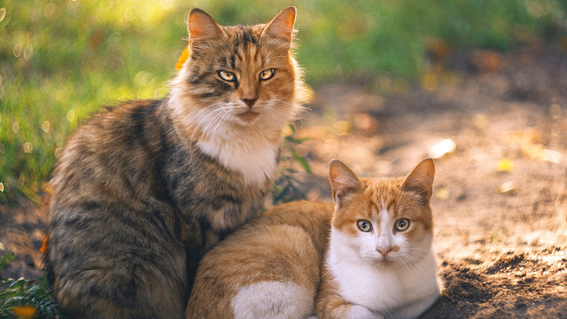 校园足球联赛覆盖范围持续扩大，校园足球联赛大学组