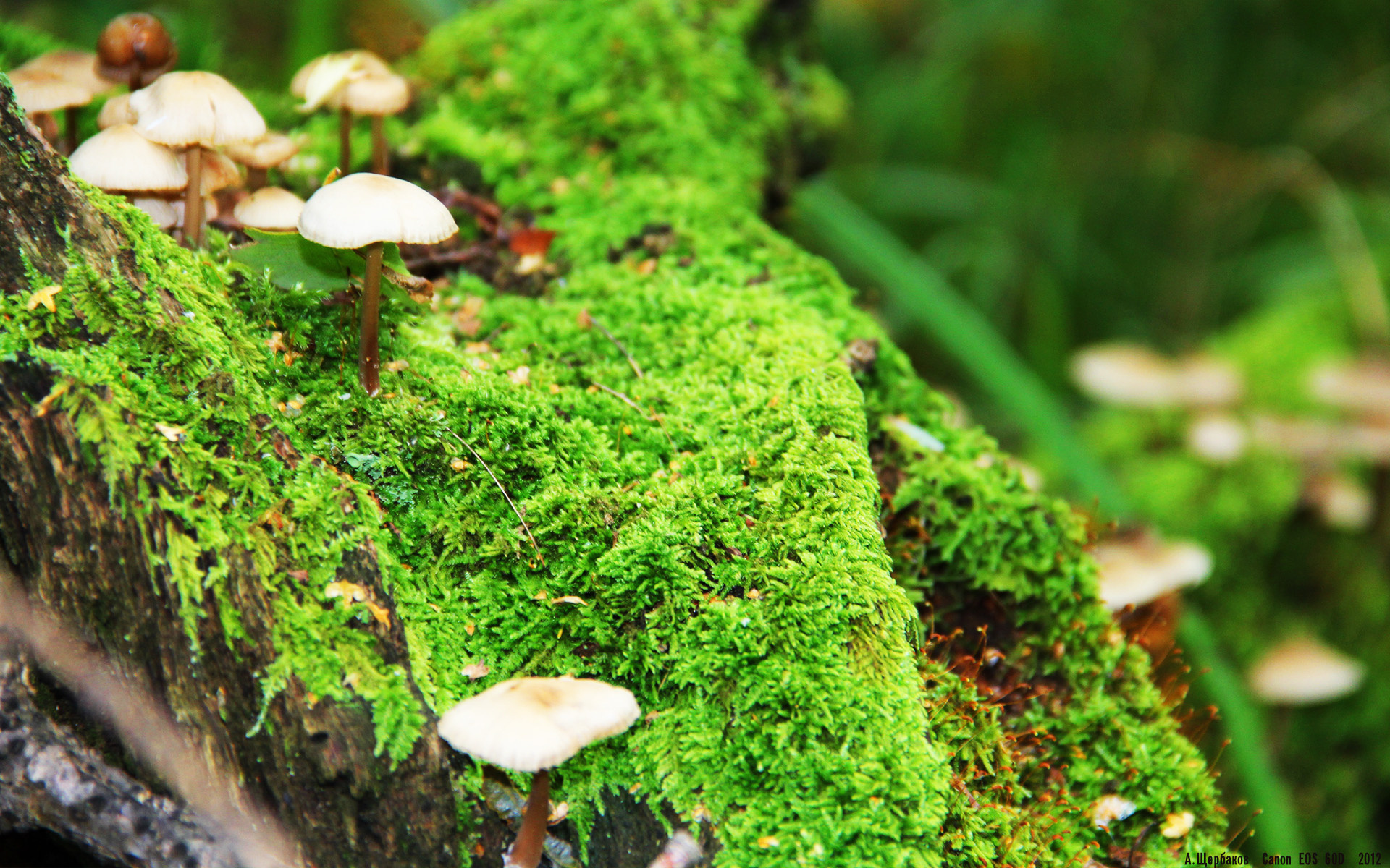 球队前景预测坚实,Juventus排欧洲强队行列,欧洲各队排名