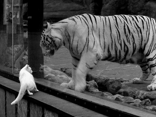 球队阵型压缩是否提高反击过程中的球权转换效率