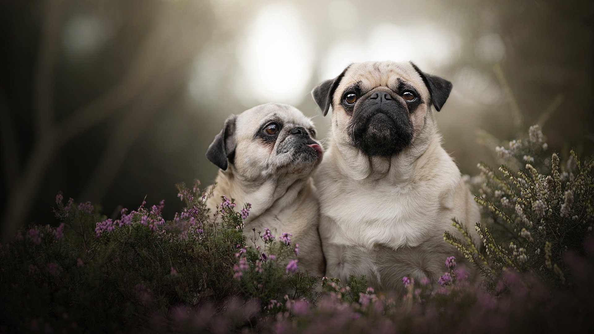 球队阵型压缩是否提高反击过程中的球权转换效率