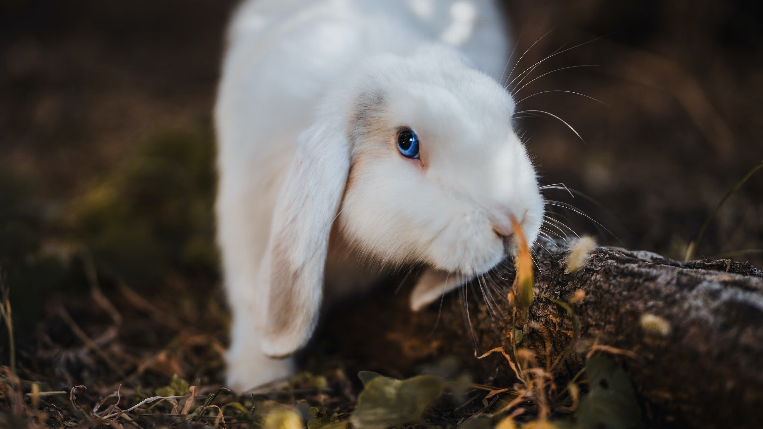 开云首页登录-国家队后防组合尝试新搭配提升防守稳定性，后防是什么