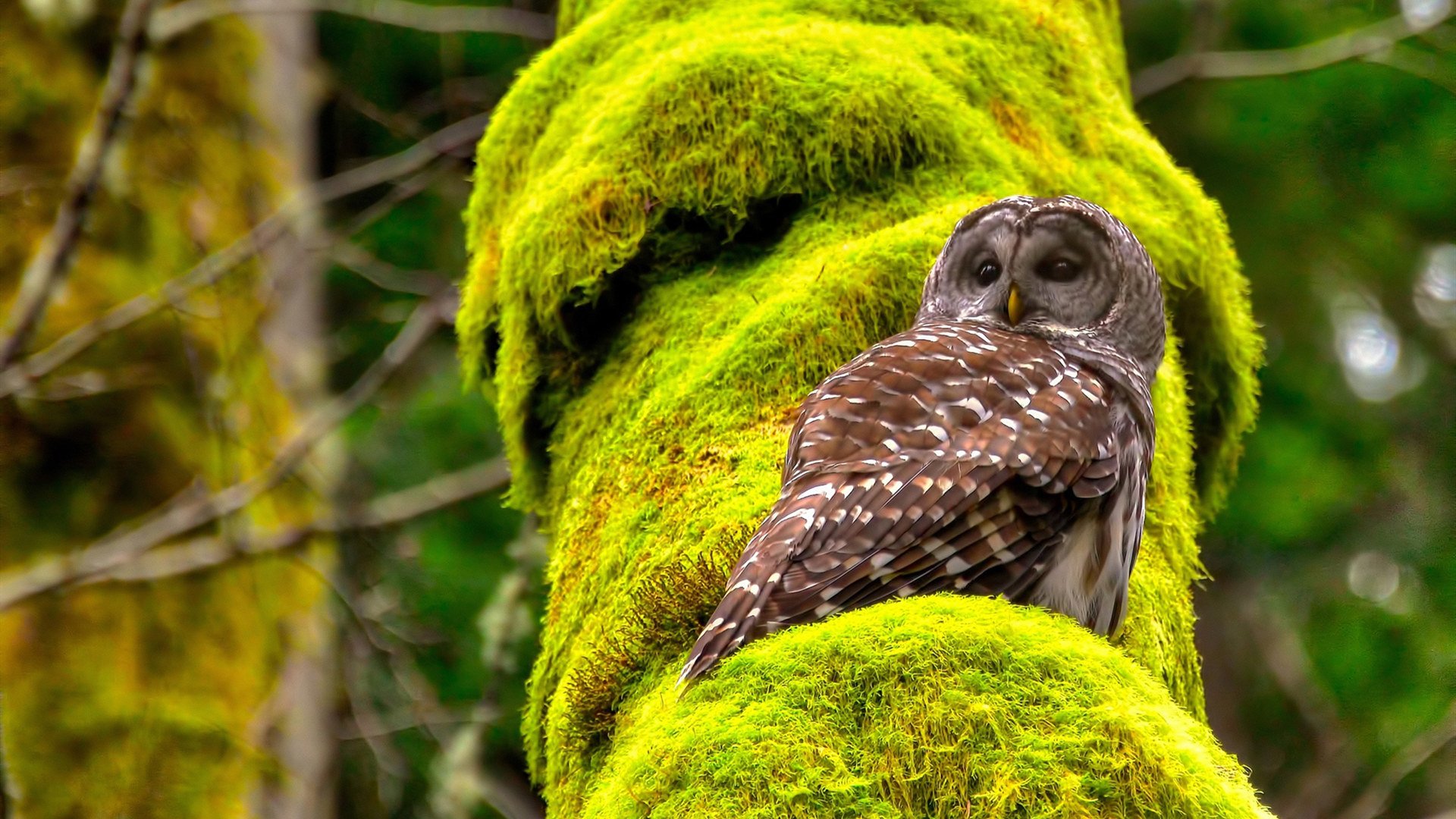 塞尔维亚女篮在欧洲锦标赛中展现团队风采,夺得金牌的呼声越来越高