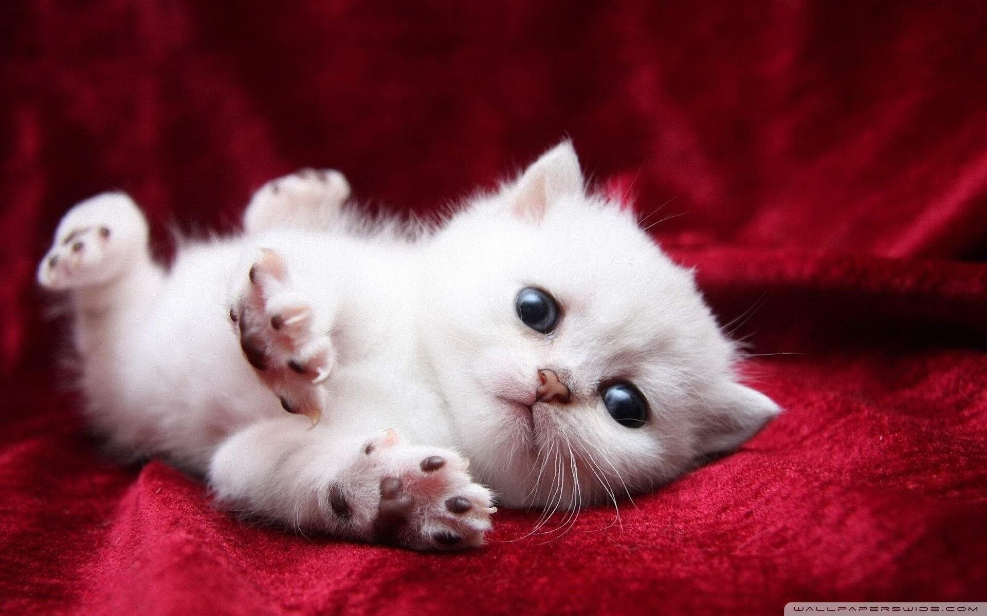 女子足球鼓励球员自建个人IP拓展职业维度，足球自创球员